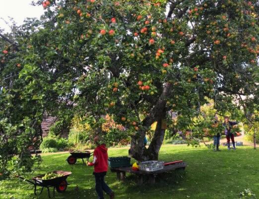 Reeth Community Orchard 